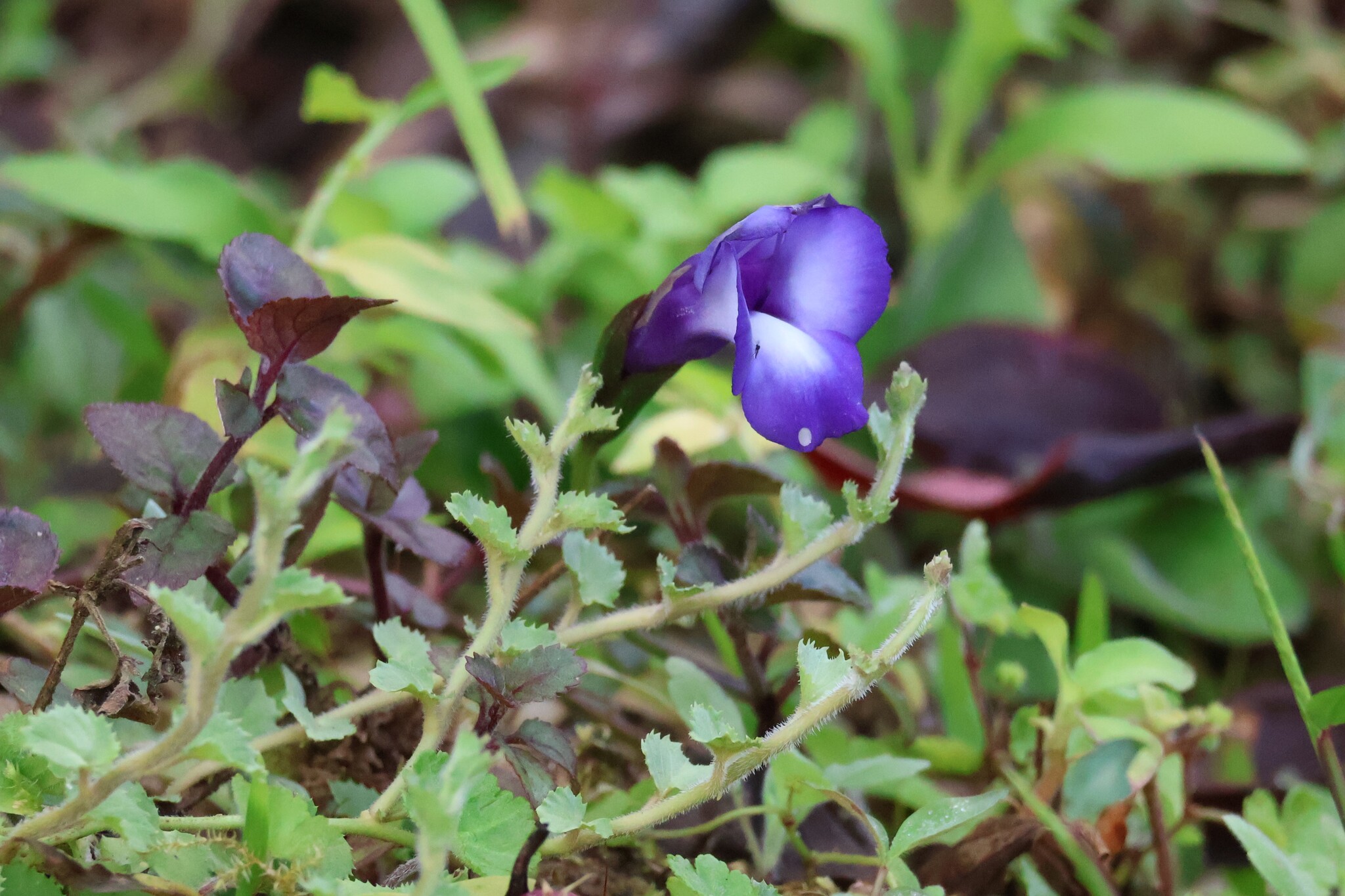Torenia concolor (Torenia concolor)