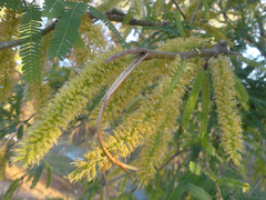 Prosopis laevigata