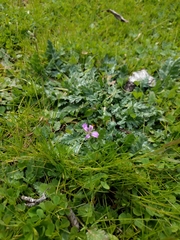 Erodium brachycarpum