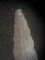 Turbonilla elegans