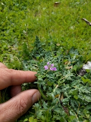 Erodium brachycarpum