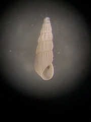 Turbonilla elegans