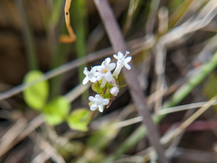 Plectritis macrocera