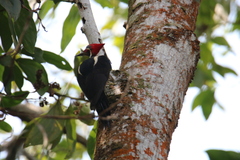 Dryocopus lineatus