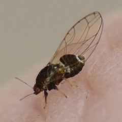 Trioza adventicia