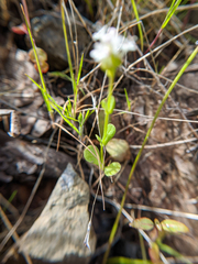 Plectritis macrocera