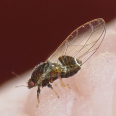 Trioza adventicia