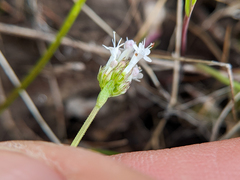 Plectritis macrocera