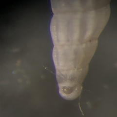 Turbonilla elegans