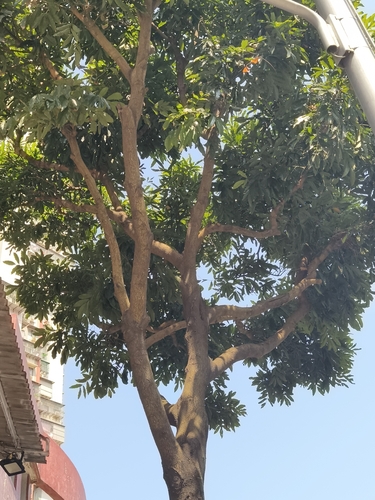 Ormosia pinnata observed 2026-04-25