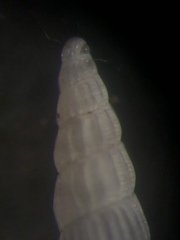 Turbonilla elegans
