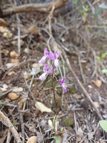 Orchis anatolica, photograph 5