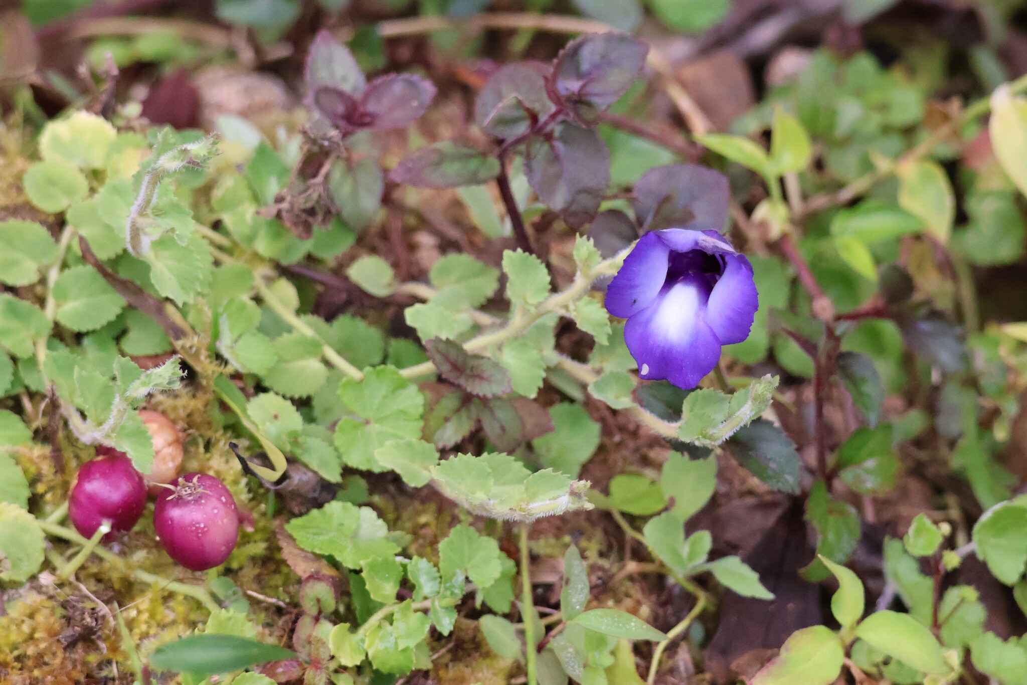 Torenia concolor — ảnh 2