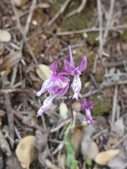 Orchis anatolica, photograph (c) yelena_antipova, some rights reserved (CC BY)