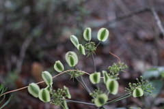 Lomatium lucidum