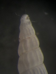 Turbonilla elegans