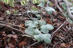 Lomatium lucidum