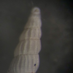Turbonilla elegans