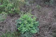 Thalictrum fendleri polycarpum