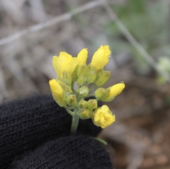 Physaria ovalifolia