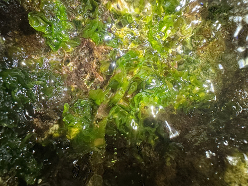 Ulva lactuca observed 2026-04-24