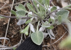 Physaria ovalifolia