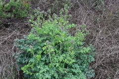 Thalictrum fendleri polycarpum