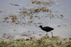 Jacana jacana hypomelaena