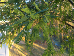 Prosopis laevigata