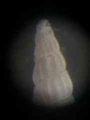 Turbonilla elegans