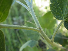 Malacothamnus fasciculatus nuttallii
