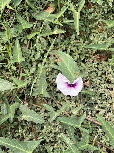 Water Morning Glory