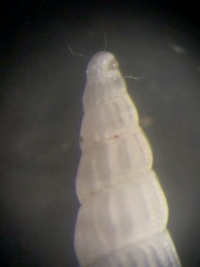 Turbonilla elegans