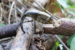 Rhinastus latisternus