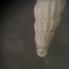 Turbonilla elegans