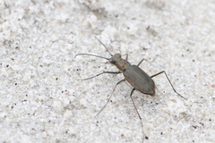 Ellipsoptera marginata