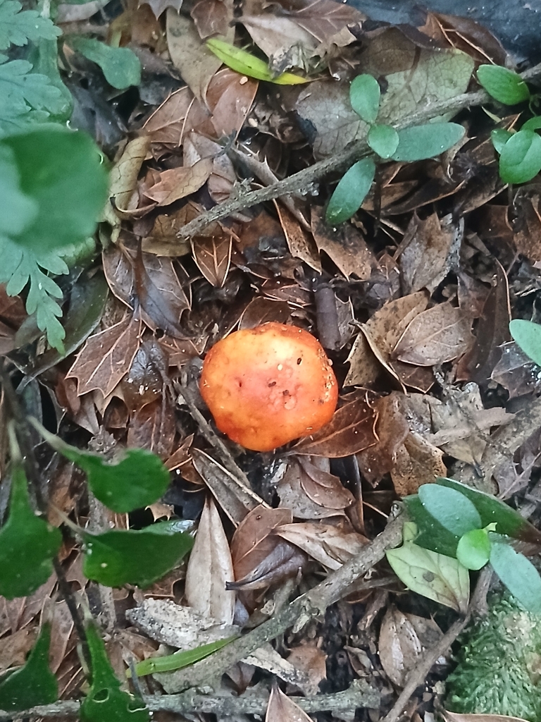 Leratiomyces erythrocephalus · April 2026 · photo: © bigfarma2017 (iNaturalist, cc-by)