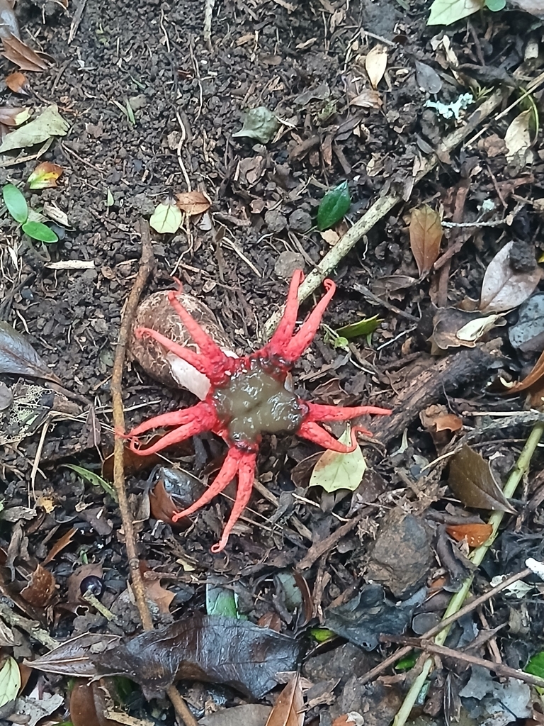 Aseroe rubra · April 2026 · photo: © bigfarma2017 (iNaturalist, cc-by)