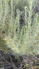 Artemisia californica