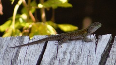 Sceloporus taeniocnemis