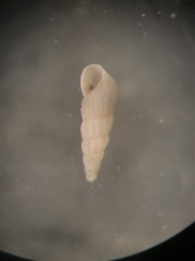 Turbonilla elegans