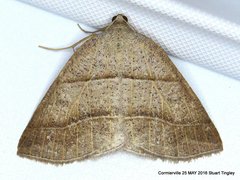 Petrophora subaequaria