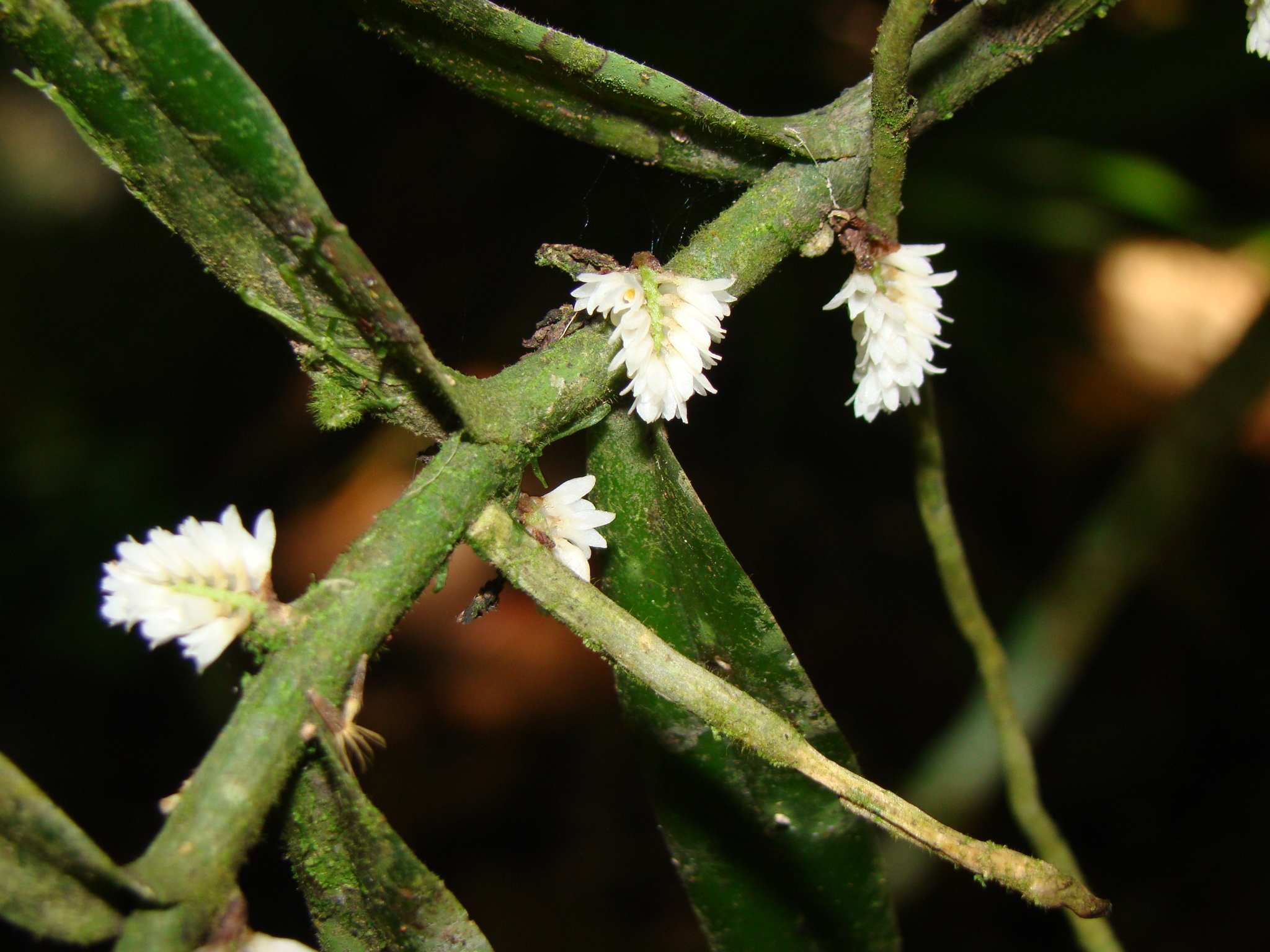 Campylocentrum densiflorum