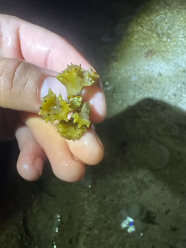 Turbinaria ornata observed 2026-04-24
