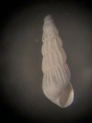 Turbonilla elegans