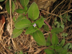 Coccocypselum herbaceum