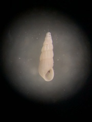 Turbonilla elegans