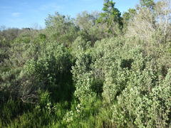 Malacothamnus fasciculatus nuttallii