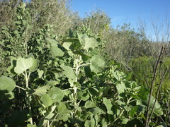 Malacothamnus fasciculatus nuttallii
