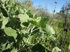 Malacothamnus fasciculatus nuttallii